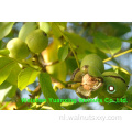 Walnut Kernels Light Pieces (LP)